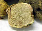 white truffle)